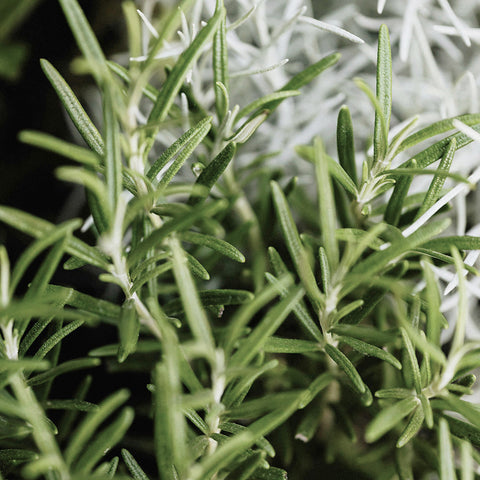 How to make rosemary water for hair? Easy step by step guide