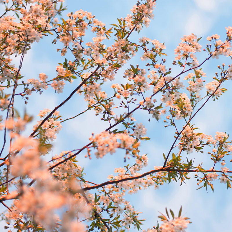 Floral inspired vegan and sustainable beauty routine edit for Spring 2022