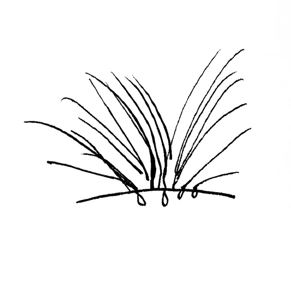 best for optimum scalp health